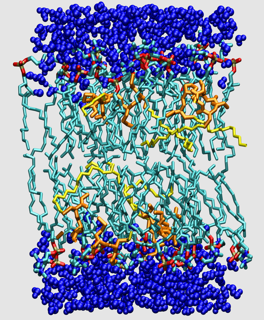 DMPC bilayer with 4 N-Ras peptides.  Vogel et al, BBA-Biomembranes (2010).