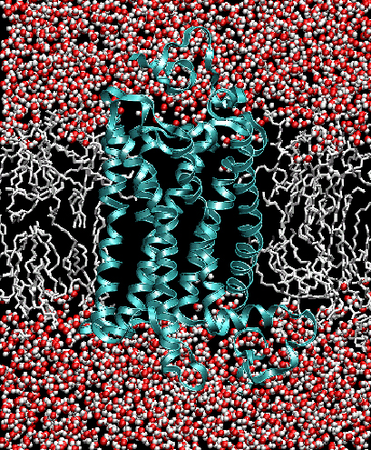 Rhodopsin embedded in a stearoyl docosohexaenoyl PC bilayer. Feller et al, JACS (2003).