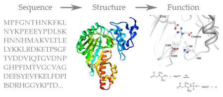 sequence-structure-function